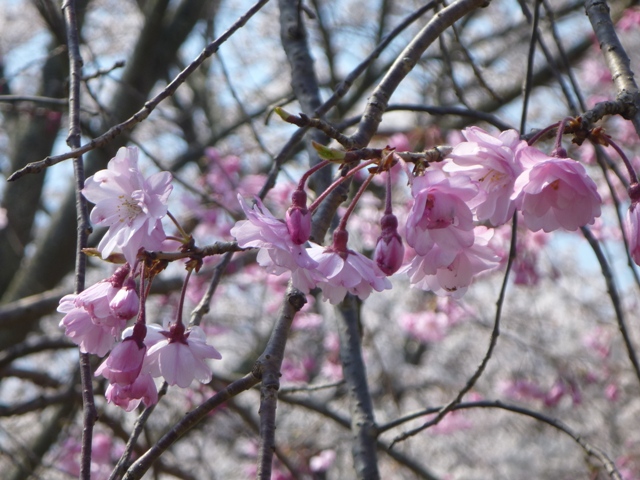 3分咲きのヤエベニシダレ