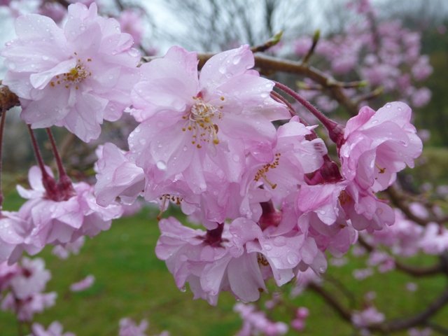 ヤエベニシダレ