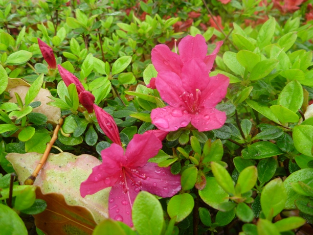 キリシマツツジ