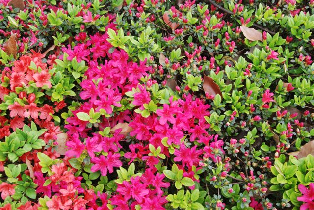 キリシマツツジの開花状況2