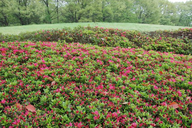 キリシマツツジの開花状況3