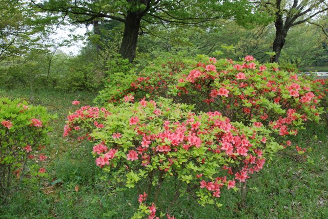 ヤマツツジの開花状況