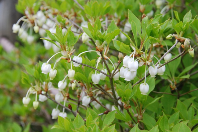 ドウダンツツジの開花状況