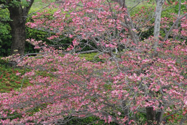 ハナミズキの開花状況