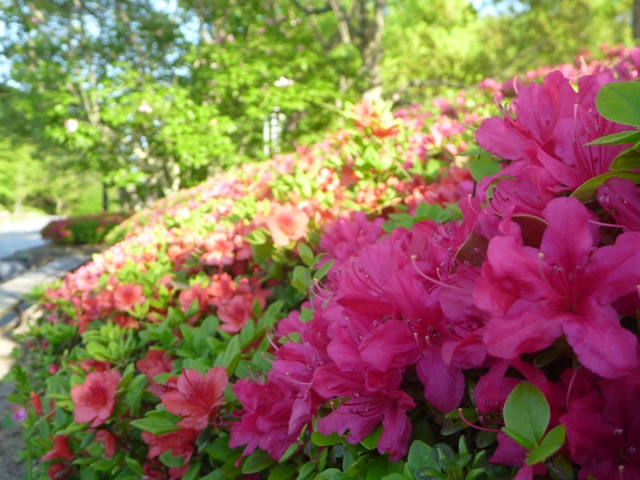 キリシマツツジの開花状況1