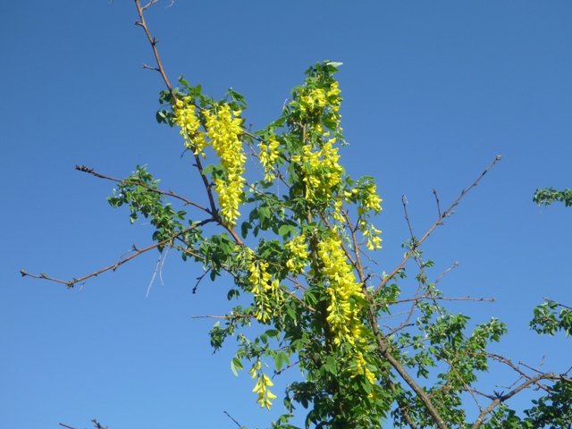 キングサリの花