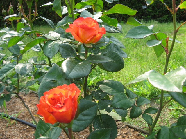 バラ園の様子10