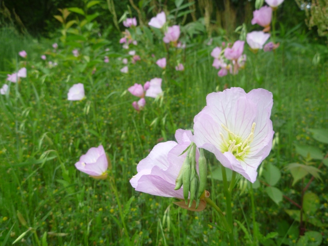 ヒルザキツキミソウ