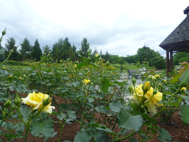 バラの開花状況
