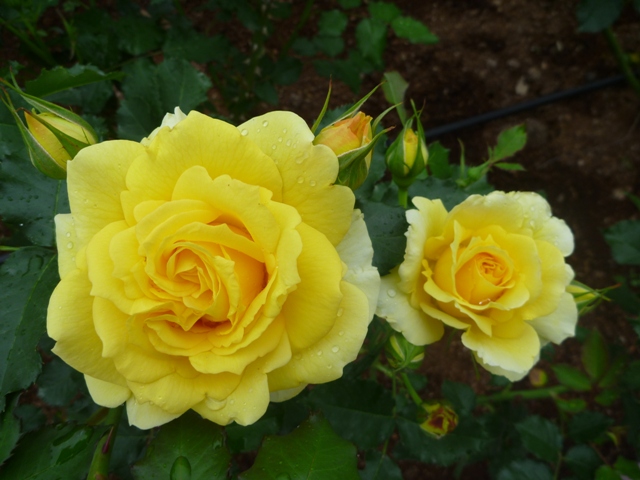 ゴールド・バニー