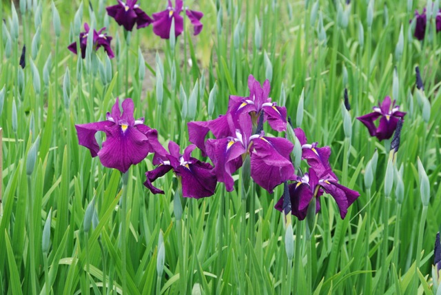 花菖蒲「揚羽」