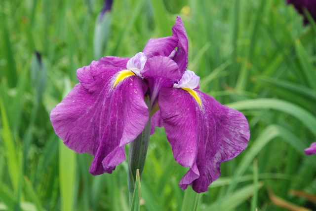 花菖蒲「玉手箱」