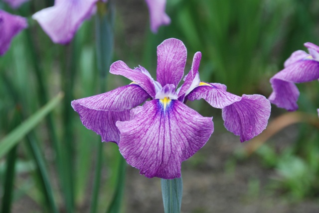 花菖蒲「辰野」