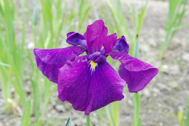花菖蒲「峰紫」