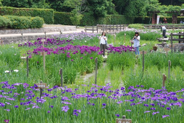 花菖蒲園1