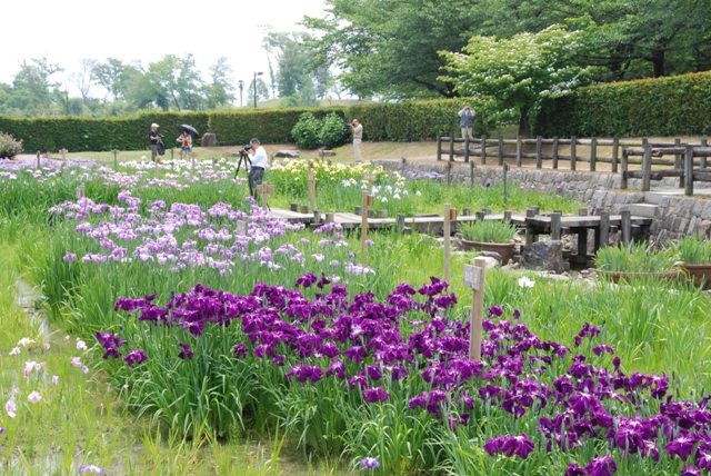 花菖蒲園2