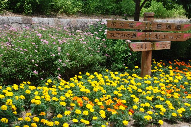 マリーゴールド