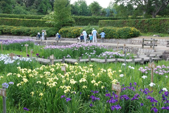 菖蒲園の様子