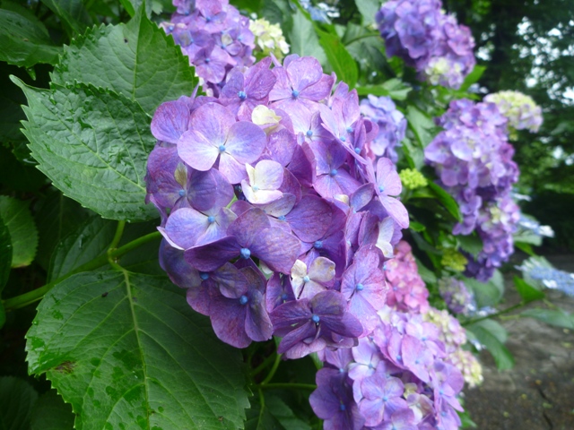 アジサイ2