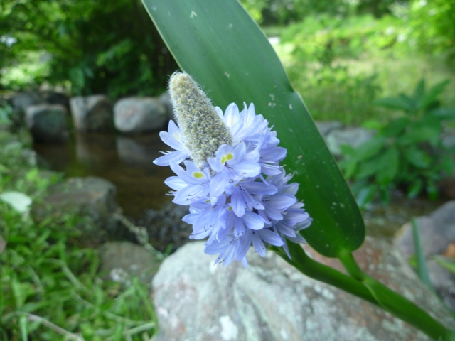 ポンテデリア・コルダータ