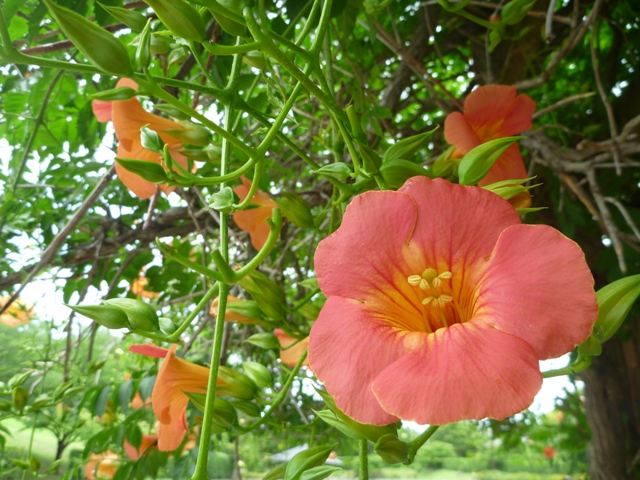 ノウゼンカズラ