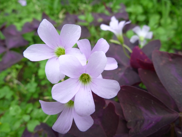 オキザリス・トリアングラリス