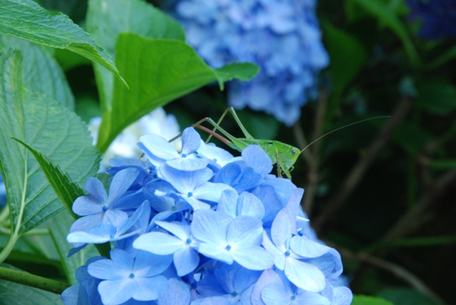 アジサイ