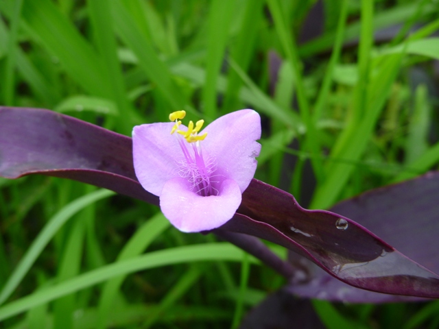 ムラサキゴテン