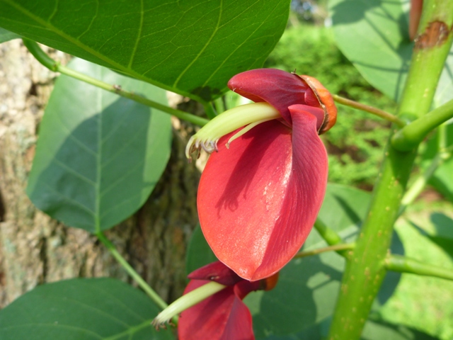 アメリカディゴ