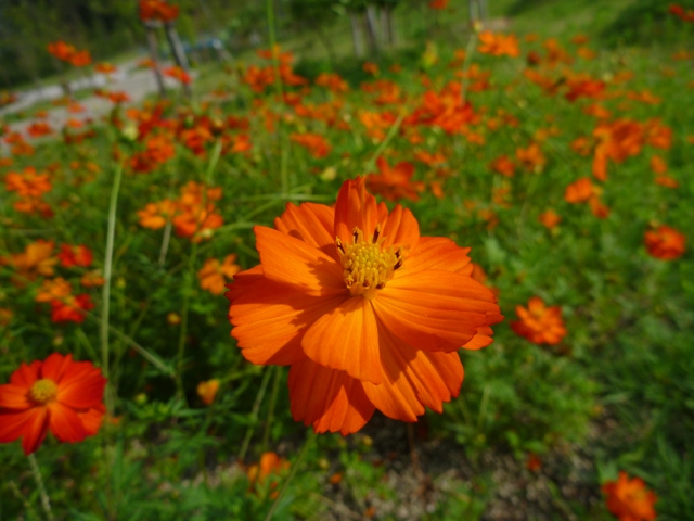 キバナコスモス