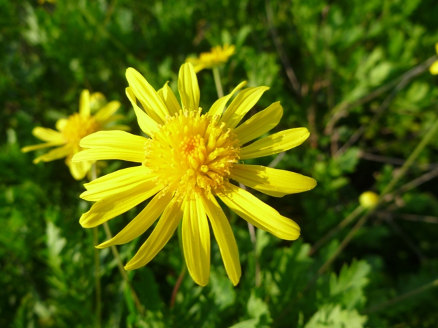 マーガレットコスモス