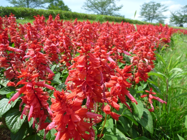 サルビア　スプレンデンス