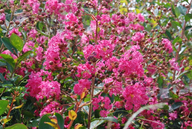 一才サルスベリ