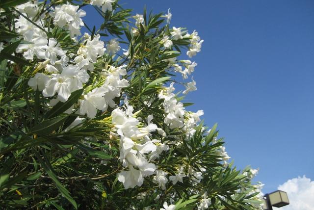 キョウチクトウ