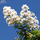 白色のサルスベリ