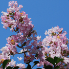 薄桃のサルスベリ