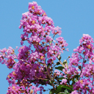 藤色のサルスベリ