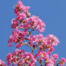 桃色のサルスベリ