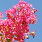 紅色のサルスベリ