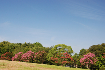 公園館周辺のサルスベリ2