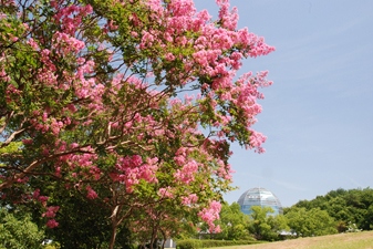 公園館周辺のサルスベリ1