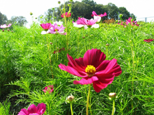 コスモス2