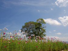 南エリアのコスモス畑