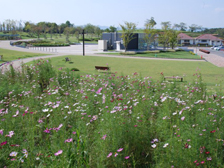 北エリアのコスモス畑