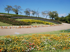 馬見花苑のポーチュラカ