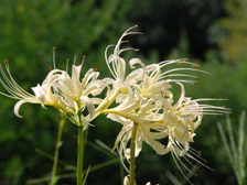 白いヒガンバナ