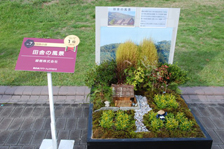 花壇コンテスト人気投票　団体の部1位作品