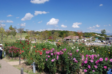 ダリア園の様子3