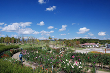 ダリア園の様子4