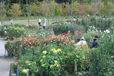 ダリア園の様子1